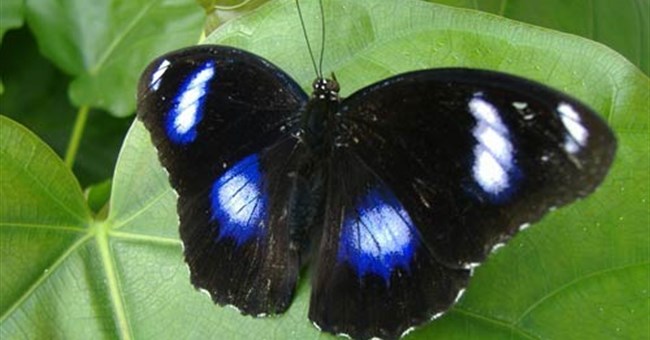 Sự chọn lọc tự nhiên của loài bướm