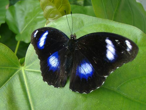 Sự chọn lọc tự nhiên của loài bướm