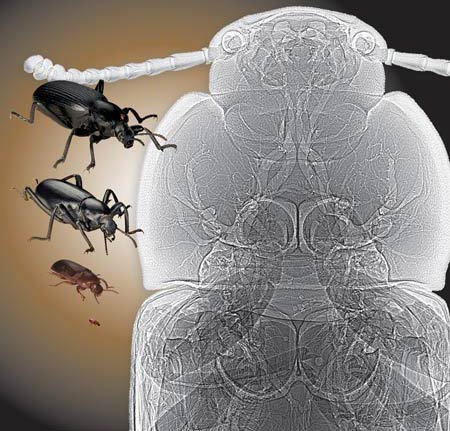 Côn trùng ngày nay nhỏ hơn côn trùng hàng triệu năm trước