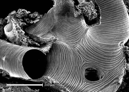 Ống khí quản chạy xuyên qua cơ thể của bọ cánh cứng