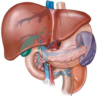 Biến chuột thành nhà máy để chế tạo tế bào gan người