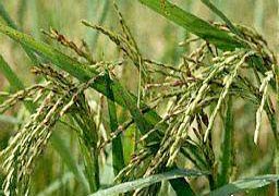 Tạo giống lúa thơm phát triển tốt trên đất nhiễm phèn