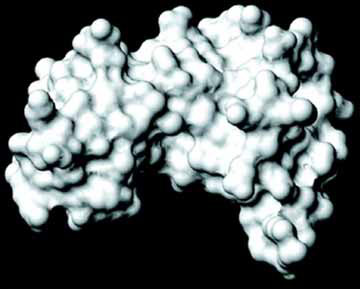 Trên 50% phụ nữ nhiễm siêu vi HPV