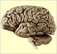 Phát hiện oestrogen ngăn ngừa chứng thoái hóa não