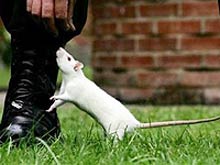 Tế bào gốc người chữa lành bệnh tim trên chuột
