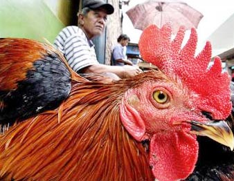 Indonesia lại có thêm nạn nhân cúm gia cầm