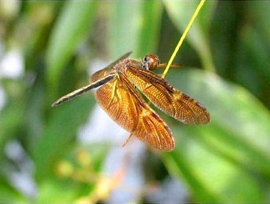 Phát hiện thêm bốn loài chuồn chuồn chưa từng biết đến