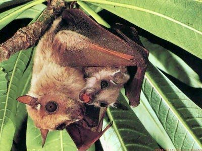 Phát hiện loài dơi quạ "không có thật"