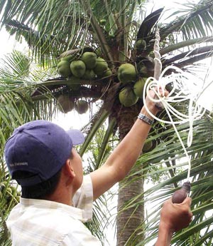 Thụ phấn trợ lực cho dừa sáp ở Trà Vinh