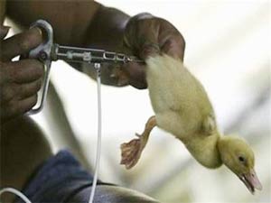 Vi-rút H5N1 biến đổi nguy hiểm cho con người!
