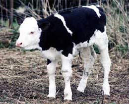Thực phẩm vô tính