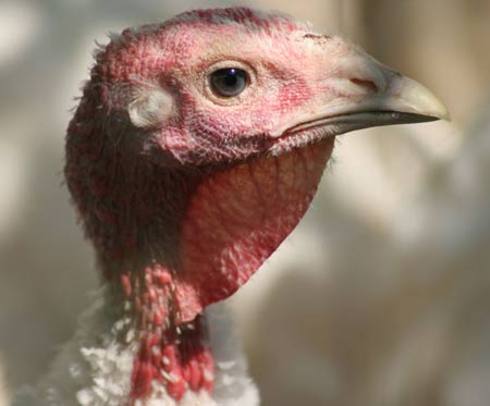 Virus H5N1 có thể lây truyền từ mẹ sang thai nhi