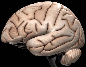 13% não người trưởng thành có bất thường