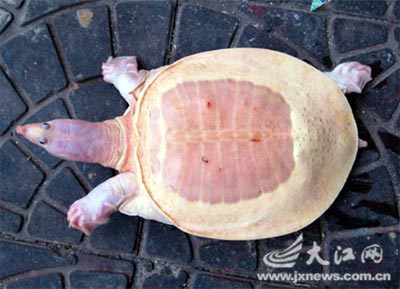 Tìm thấy một con rùa mai trắng đặc biệt