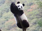 Trung Quốc: Gấu trúc lớn thiếu thức ăn