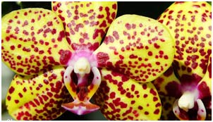 Từng có một vụ nổ "Big Bang" các loài hoa