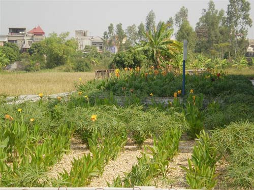 Làm sạch nước thải độc hại bằng vi sinh vật