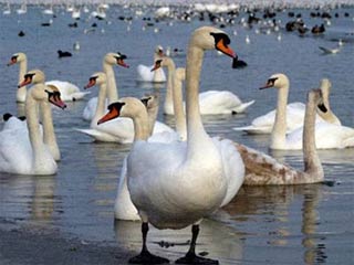 H7N3: Týp vi-rút phổ biến ở các loài chim