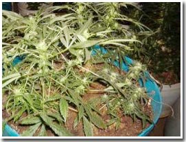 Khói cần sa chứa nhiều độc tố hơn khói thuốc lá