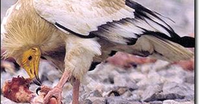 Động vật cũng dùng thuốc kích thích