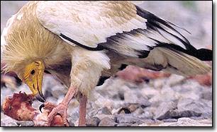 Động vật cũng dùng thuốc kích thích