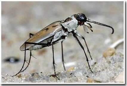 Nghiên cứu thuyết tiến hóa: Đời sống lâu dài của bọ cánh cứng