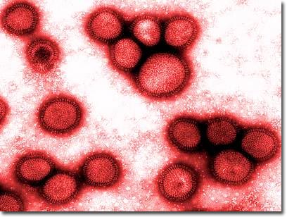 Virus cúm tấn công con người như thế nào?