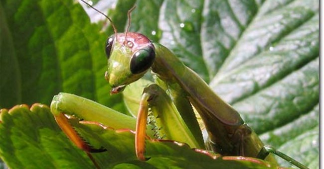 Động vật xác định âm thanh xung quanh bằng cách nào?