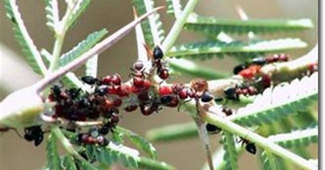 Mối quan hệ cộng sinh giữa cây và kiến