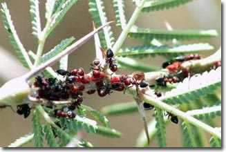 Mối quan hệ cộng sinh giữa cây và kiến