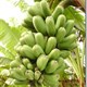 Khám phá ra năng lượng của chuối