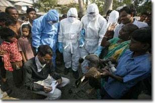 Dịch cúm gia cầm đang hoành hành tại Ấn Độ