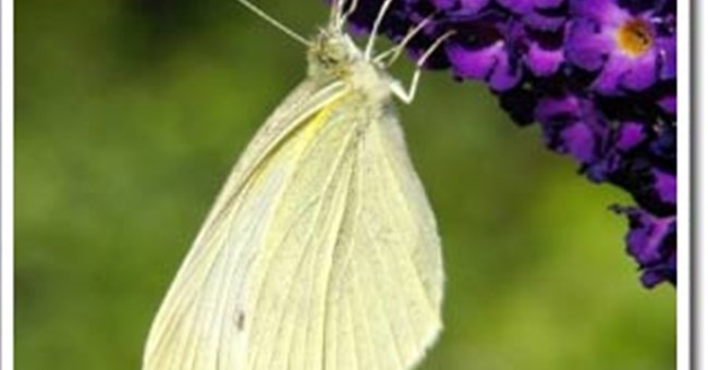 Cấu trúc màu sắc đôi cánh loài bướm