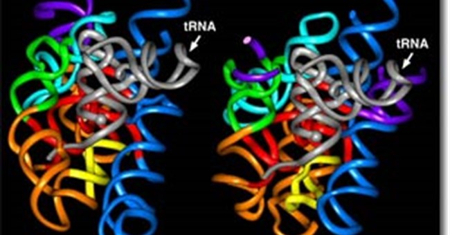 Biến đổi gen dù nhỏ cũng gây hậu quả lớn
