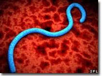 Giải mã thành công bộ gen virus Ebola