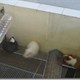 Chuột giúp ngành vắc-xin phát triển