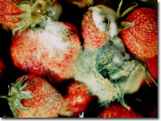 Nấm Botrytis cinerea khiến trái cây và rau củ bị thối