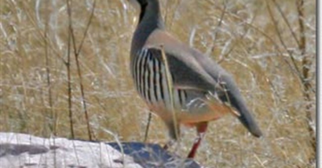 Chim học cách bay như thế nào?