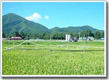 Khí hậu biến đổi đe dọa ruộng lúa Nhật Bản