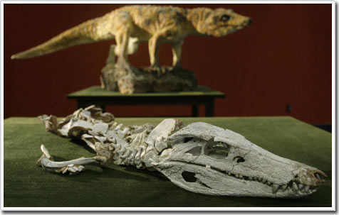 Phát hiện hóa thạch mới liên quan đến loài cá sấu ngày nay