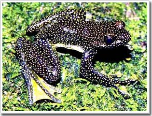 Khám phá loài ếch mới ở giáp biên giới Trung - Việt