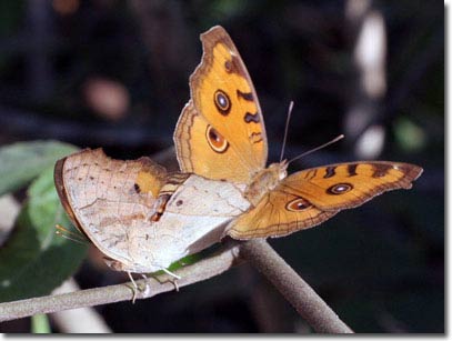 Bộ sưu tập mới về bướm trên đảo Phú Quốc