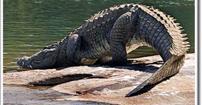 Cơ chế tiêu hóa kỳ lạ của loài cá sấu