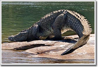 Cơ chế tiêu hóa kỳ lạ của loài cá sấu