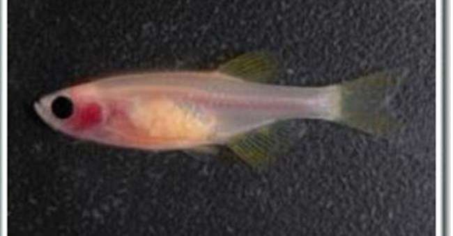 Nghiên cứu cá ngựa vằn trong suốt