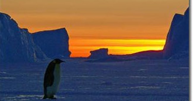 Biến đổi khí hậu có thể xóa sổ loài chim cánh cụt chúa