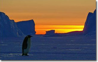 Biến đổi khí hậu có thể xóa sổ loài chim cánh cụt chúa