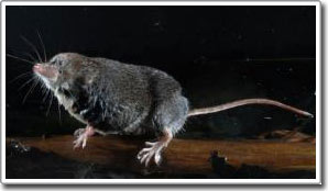 Chuột chù là loài ăn thịt rất tinh vi