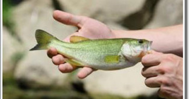 Cá tự chuyển đổi giới tính có liên quan đến dân số và nền nông nghiệp tại lưu vực sông Potomac