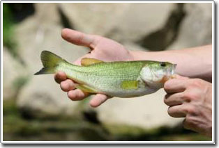 Cá tự chuyển đổi giới tính có liên quan đến dân số và nền nông nghiệp tại lưu vực sông Potomac